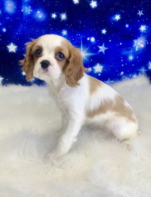 calista3-600x785 Calista (Female) Cavalier King Charles Spaniel $1999.99
