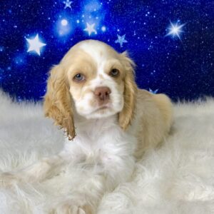 cameron-300x300 Cameron (Male) Cocker Spaniel $1899.99 (Found Loving Home)