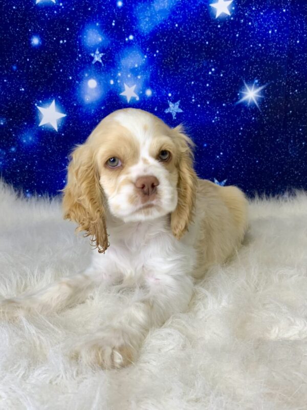 cameron-600x800 Cameron (Male) Cocker Spaniel $1899.99 (Found Loving Home)