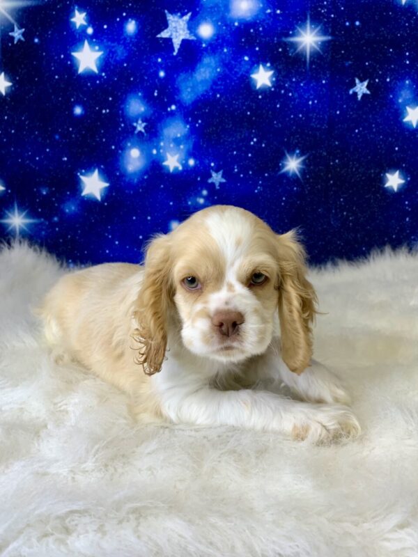 cameron2-600x800 Cameron (Male) Cocker Spaniel $1899.99 (Found Loving Home)