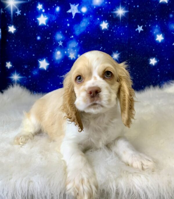 cameron3-600x684 Cameron (Male) Cocker Spaniel $1899.99 (Found Loving Home)