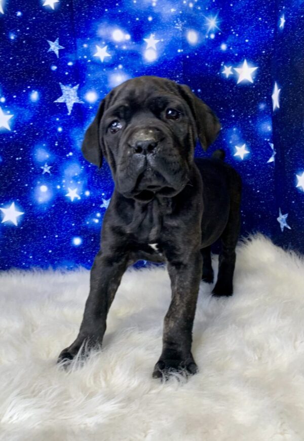 captain-600x870 Captain (Male) Cane Corso $2199.99 (Found Loving Home)