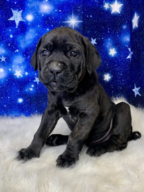 captain1-600x800 Captain (Male) Cane Corso $2199.99 (Found Loving Home)
