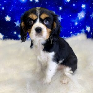 carmine-300x300 Carmine (Male) Cavalier King Charles Spaniel $1999.99