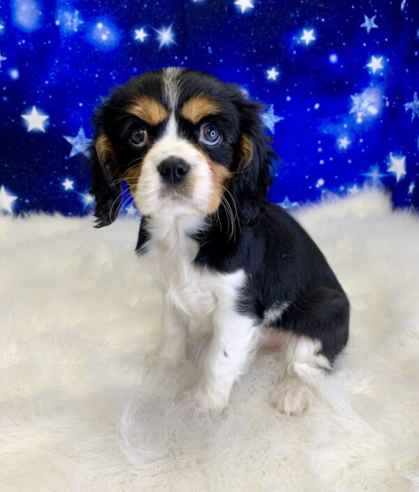 carmine-600x704 Carmine (Male) Cavalier King Charles Spaniel $1999.99