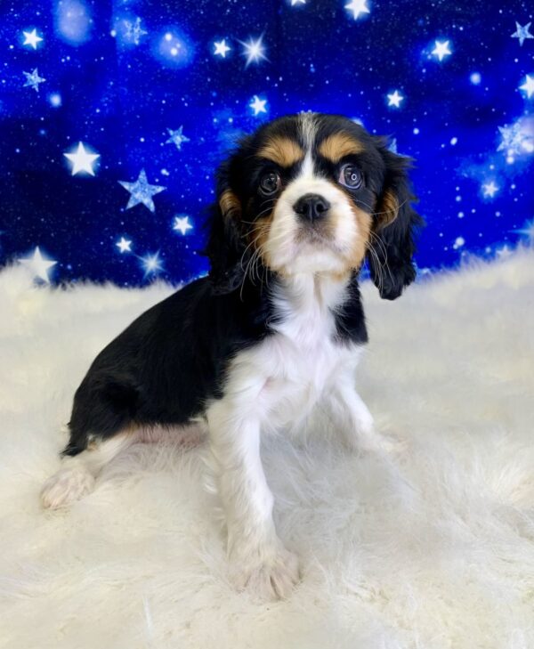 carmine1-600x729 Carmine (Male) Cavalier King Charles Spaniel $1999.99