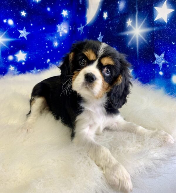carmine3-600x657 Carmine (Male) Cavalier King Charles Spaniel $1999.99