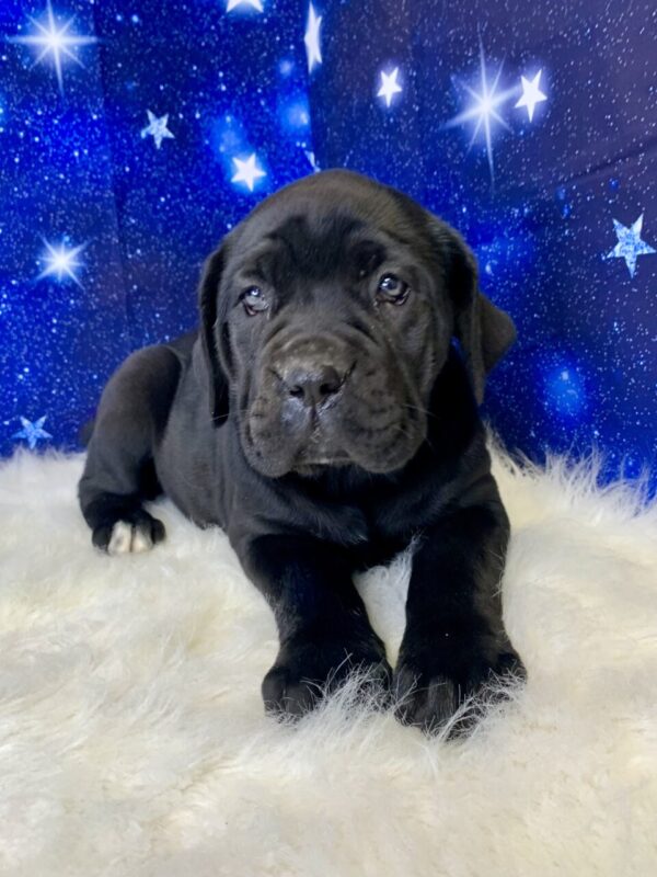 carrie-600x800 Carrie (Female) Cane Corso $2199.99 (Found Loving Home)