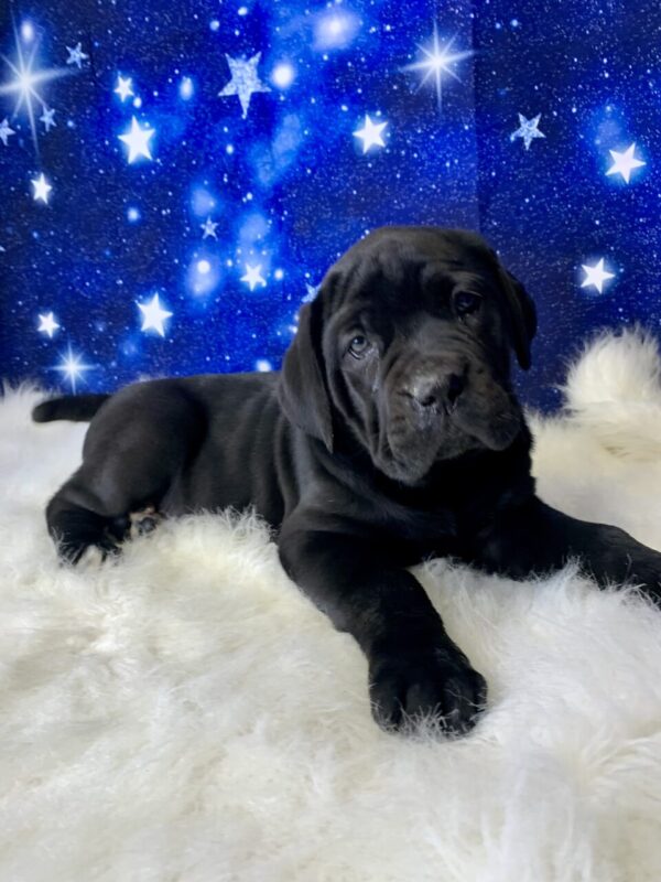 carrie1-600x800 Carrie (Female) Cane Corso $2199.99 (Found Loving Home)