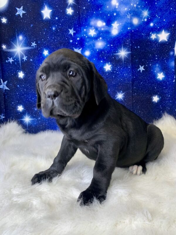carrie2-600x800 Carrie (Female) Cane Corso $2199.99 (Found Loving Home)