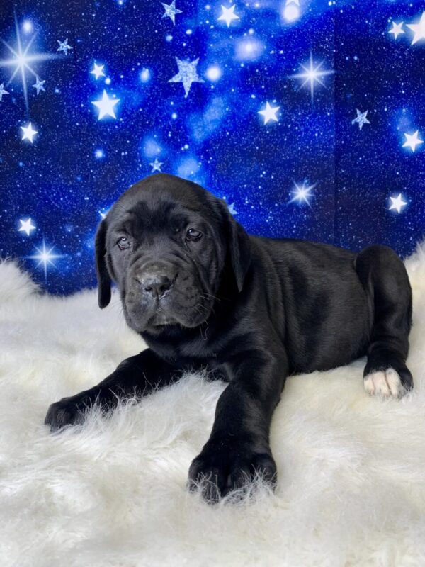 carrie3-600x800 Carrie (Female) Cane Corso $2199.99 (Found Loving Home)