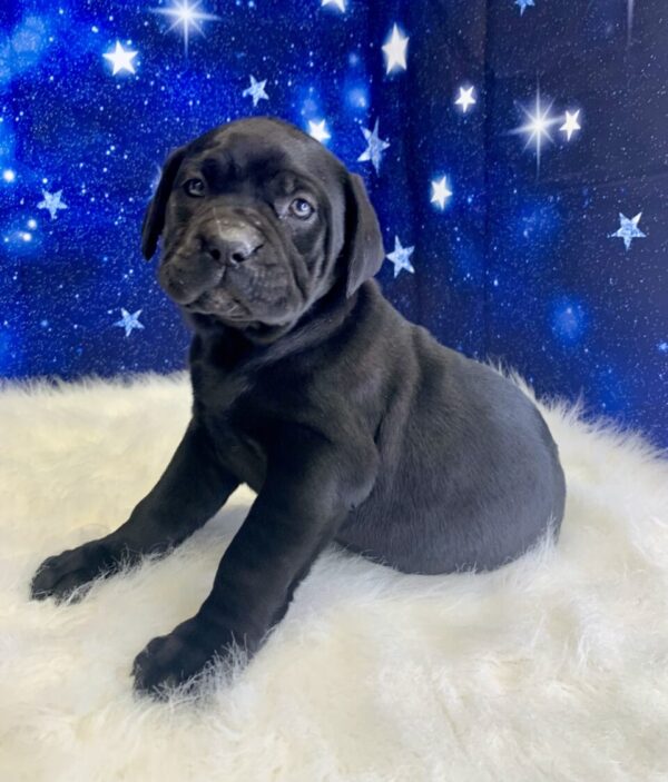 catalina-600x703 Catalina (Female) Cane Corso $2199.99 (Found Loving Home)