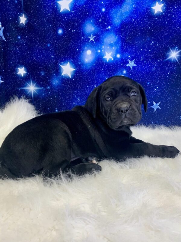 catalina1-600x800 Catalina (Female) Cane Corso $2199.99 (Found Loving Home)