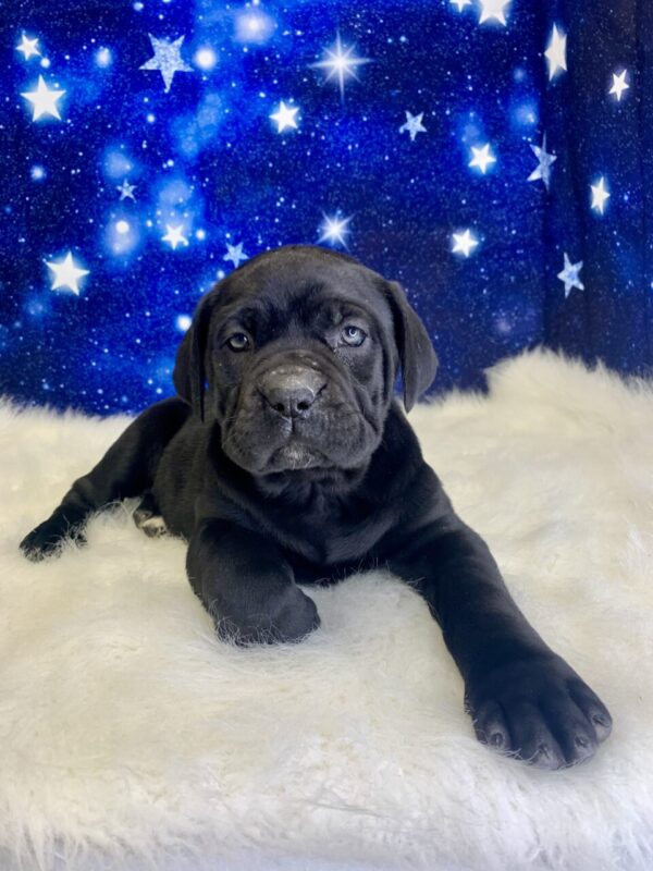 catalina2-600x800 Catalina (Female) Cane Corso $2199.99 (Found Loving Home)