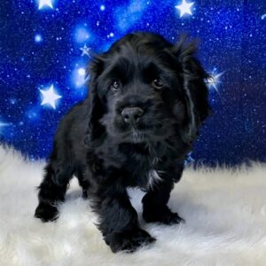 charlie-300x300 Charlie (Male) Cocker Spaniel $1899.99 (Found Loving Home)