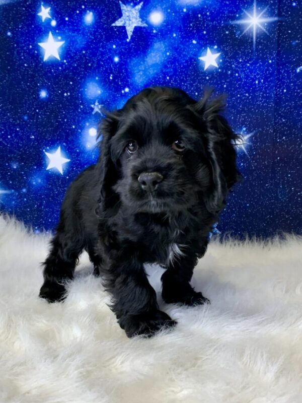 charlie-600x800 Charlie (Male) Cocker Spaniel $1899.99 (Found Loving Home)
