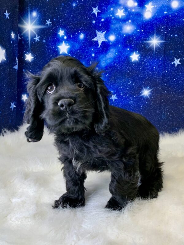 charlie1-600x800 Charlie (Male) Cocker Spaniel $1899.99 (Found Loving Home)
