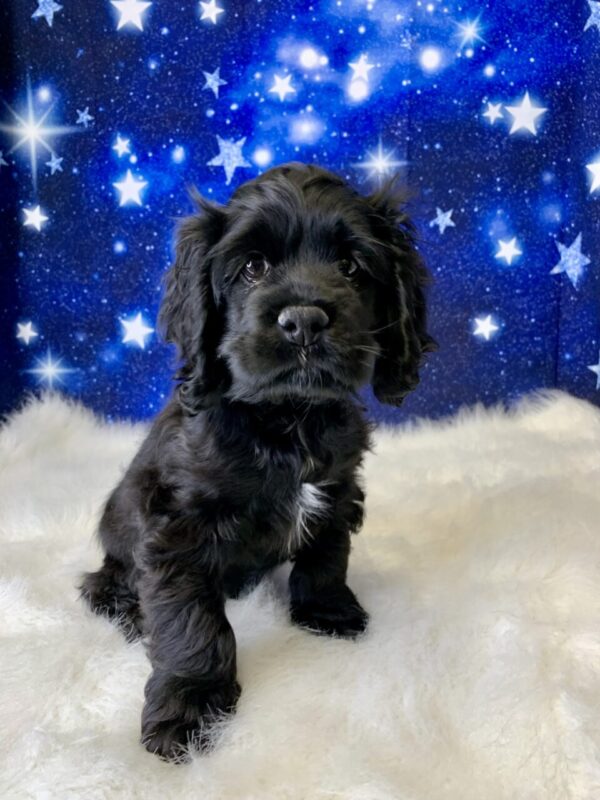 charlie2-600x800 Charlie (Male) Cocker Spaniel $1899.99 (Found Loving Home)