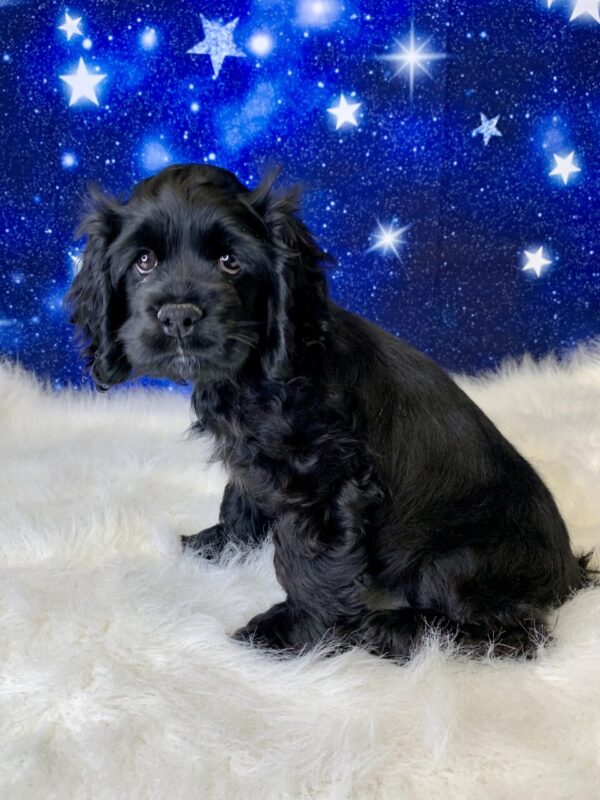 charlie3-600x800 Charlie (Male) Cocker Spaniel $1899.99 (Found Loving Home)
