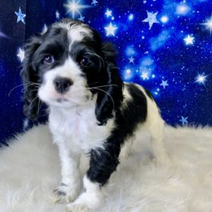 chester-300x300 Chester (Male) Cocker Spaniel $1899.99