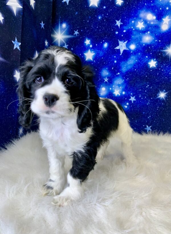 chester-600x819 Chester (Male) Cocker Spaniel $1899.99