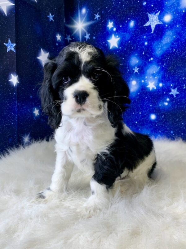 chester2-600x800 Chester (Male) Cocker Spaniel $1899.99