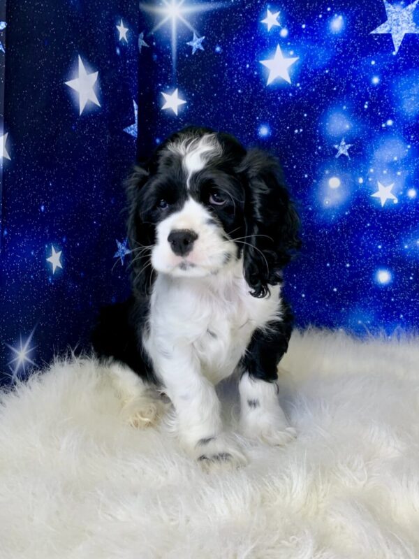 chester3-600x800 Chester (Male) Cocker Spaniel $1899.99