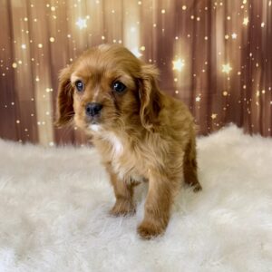 chris-300x300 Chris (Male) Cavapoo $1899.99 (Found Loving Home)