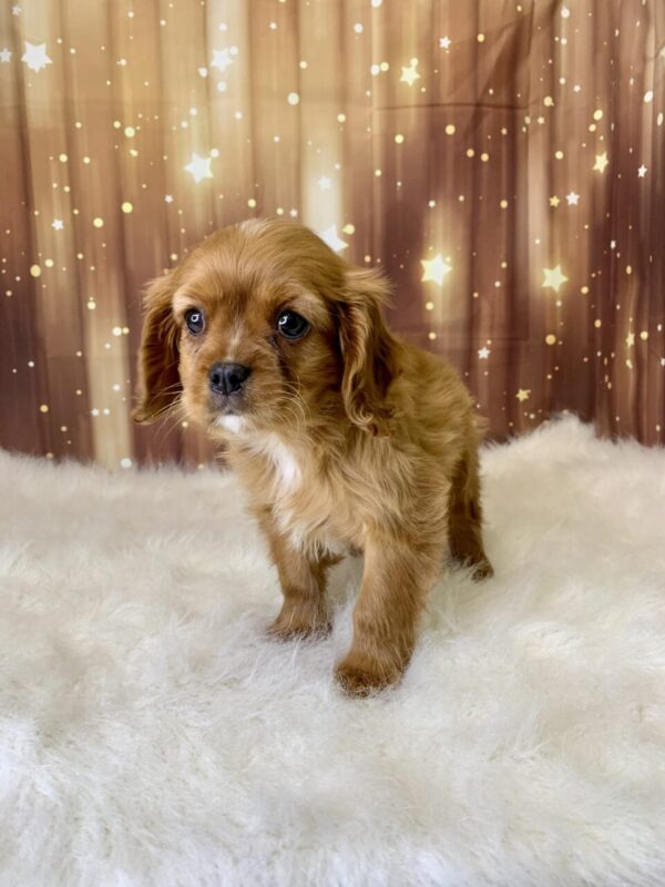 chris-600x800 Chris (Male) Cavapoo $1899.99 (Found Loving Home)