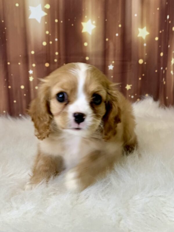 conner-600x800 Conner (Male) Cavapoo $1899.99 (Found Loving Home)