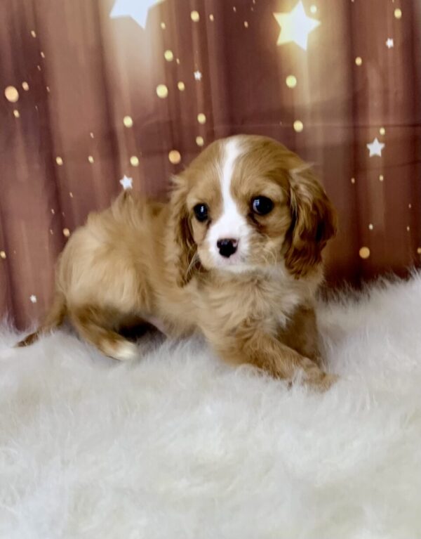 conner1-600x767 Conner (Male) Cavapoo $1899.99 (Found Loving Home)