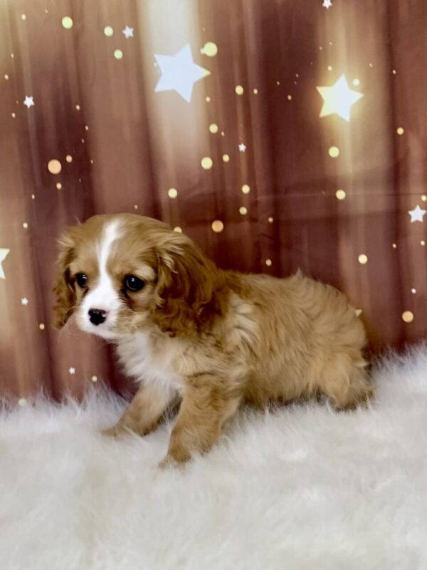 conner2-600x800 Conner (Male) Cavapoo $1899.99 (Found Loving Home)
