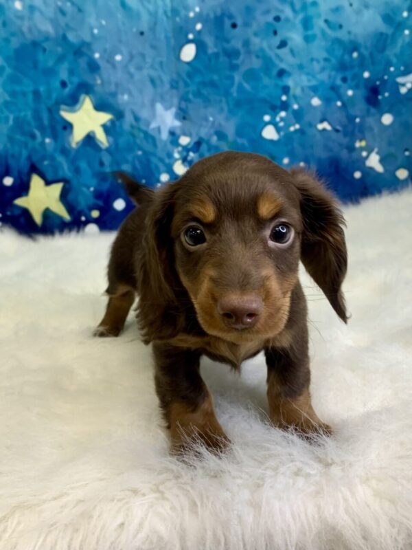dory-600x800 Dory (Female) Dachshund, Mini $2199.99 (Found Loving Home)