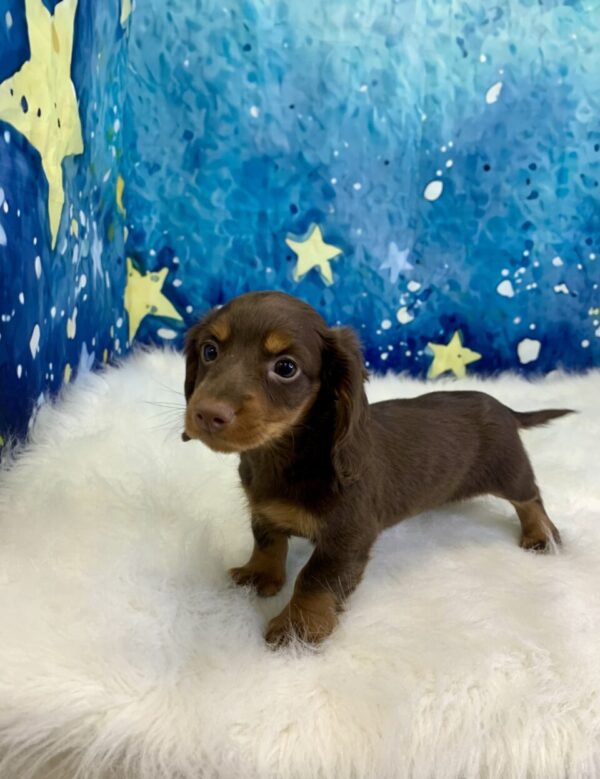 dory1-600x779 Dory (Female) Dachshund, Mini $2199.99 (Found Loving Home)