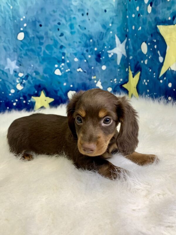dory2-600x800 Dory (Female) Dachshund, Mini $2199.99 (Found Loving Home)