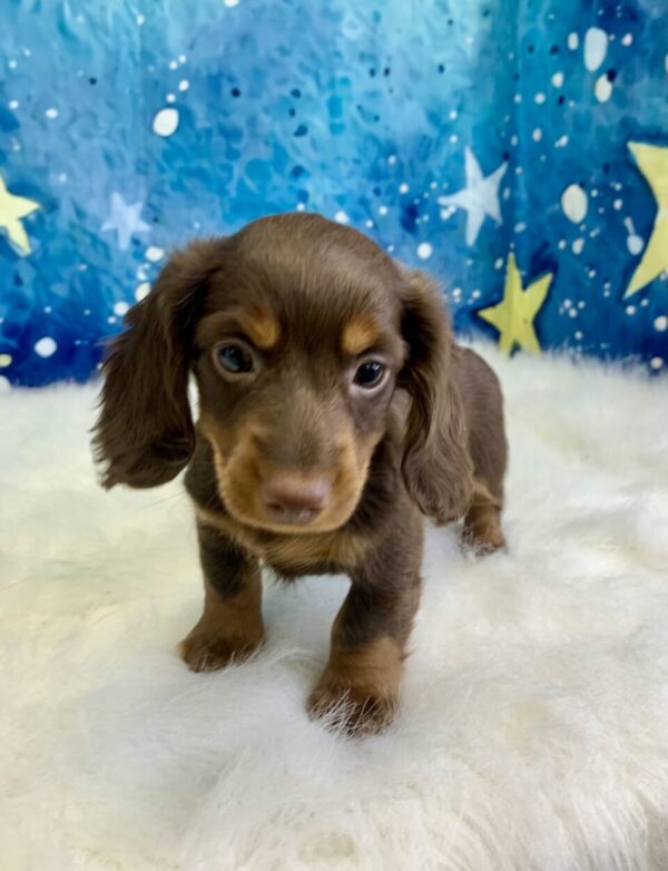 dory3-600x782 Dory (Female) Dachshund, Mini $2199.99 (Found Loving Home)