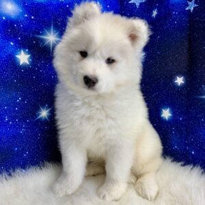 ebastian-300x300 Sebastian (Male) Samoyed $1899.99