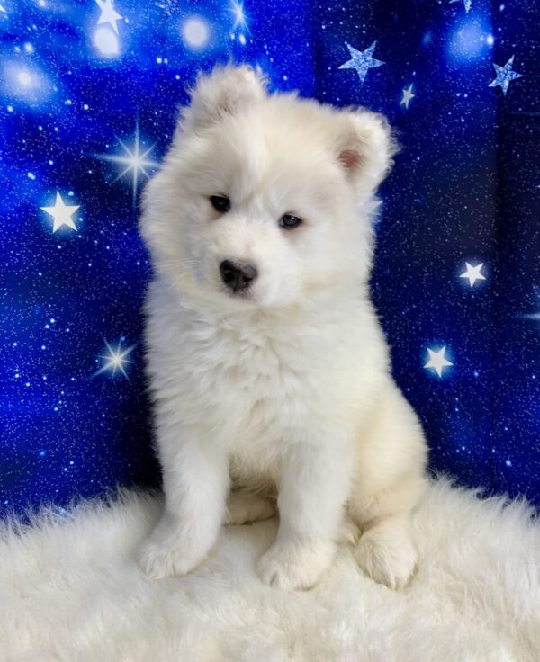 ebastian-600x736 Sebastian (Male) Samoyed $1899.99