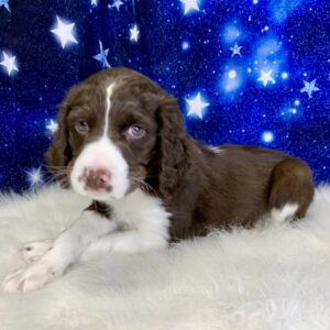 eliza-300x300 Eliza (Female) English Springer Spaniel $1899.99