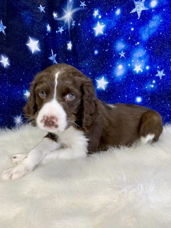 eliza-600x800 Eliza (Female) English Springer Spaniel $1899.99