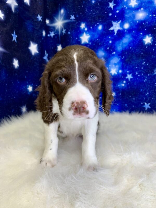 eliza1-600x800 Eliza (Female) English Springer Spaniel $1899.99