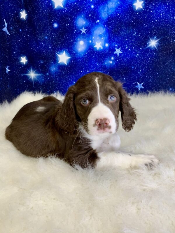 eliza2-600x800 Eliza (Female) English Springer Spaniel $1899.99