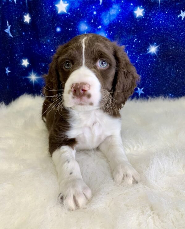 eliza3-600x744 Eliza (Female) English Springer Spaniel $1899.99