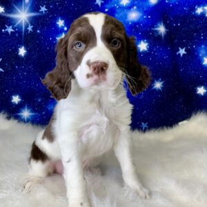 ellen-300x300 Ellen (Female) English Springer Spaniel $1899.99 (Found Loving Home)