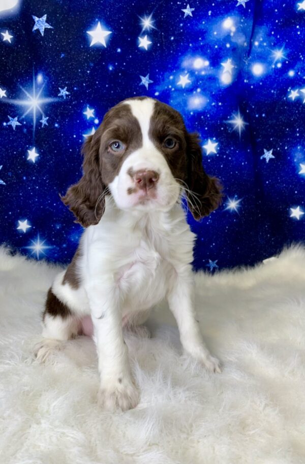 ellen-600x911 Ellen (Female) English Springer Spaniel $1899.99 (Found Loving Home)