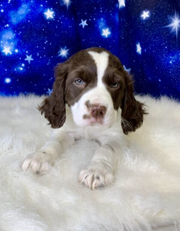 ellen1-600x768 Ellen (Female) English Springer Spaniel $1899.99 (Found Loving Home)