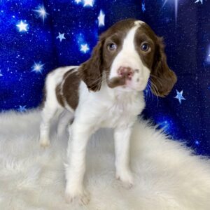 elsa-300x300 Elsa (Female) English Springer Spaniel $1899.99