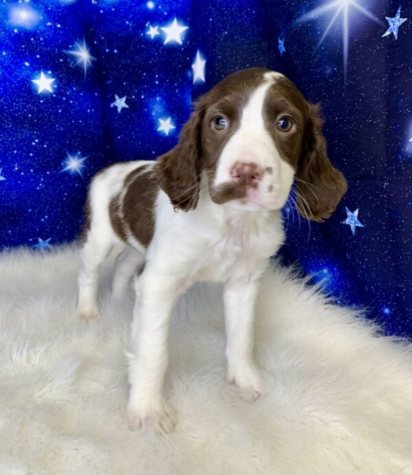 elsa-600x692 Elsa (Female) English Springer Spaniel $1899.99