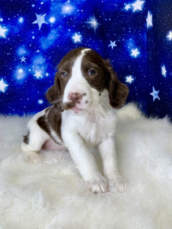 elsa1-600x800 Elsa (Female) English Springer Spaniel $1899.99