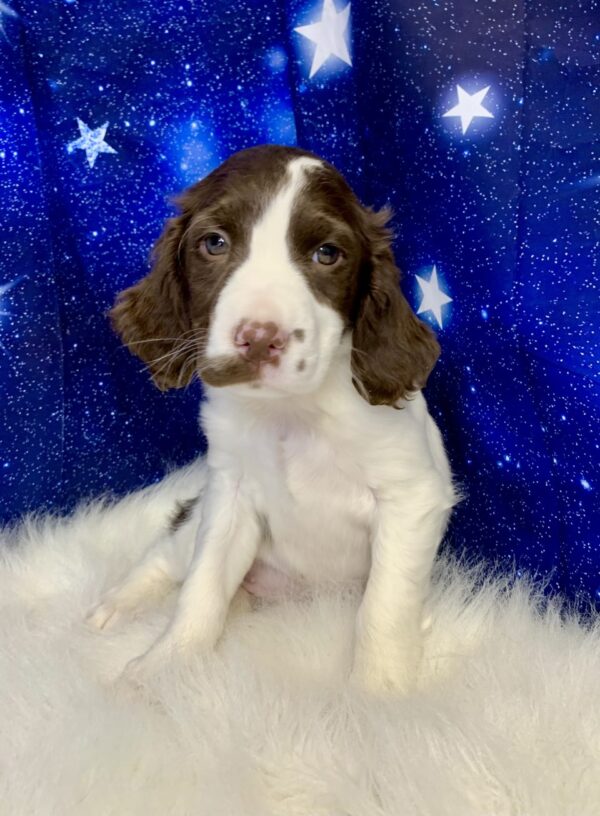 elsa2-600x816 Elsa (Female) English Springer Spaniel $1899.99